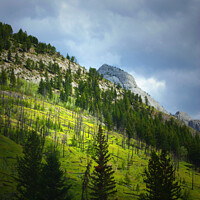 Buy canvas prints of Canadian Rocky Mountains Fire Burned the Trees on the Hillside by PAULINE Crawford