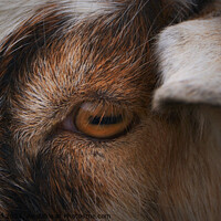 Buy canvas prints of Eye of the Goat by PAULINE Crawford
