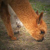 Buy canvas prints of 2 Alpaca Lamas Nibbling Grass by PAULINE Crawford