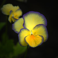 Buy canvas prints of Yellow and Purple Pansies Bright Pansy Photo by PAULINE Crawford
