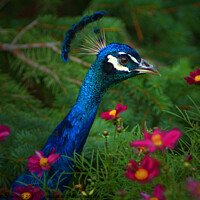 Buy canvas prints of Peacock Bird in Flower Patch by PAULINE Crawford