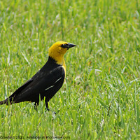 Buy canvas prints of Yellow Black Bird in Green Grass Field by PAULINE Crawford