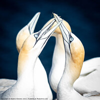 Buy canvas prints of Gannets by Maxine Stevens