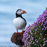 Buy canvas prints of Puffin by Maxine Stevens