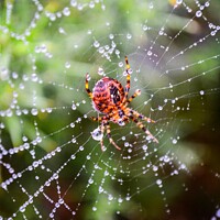 Buy canvas prints of Spider and rain drops on the web by Morag Locke