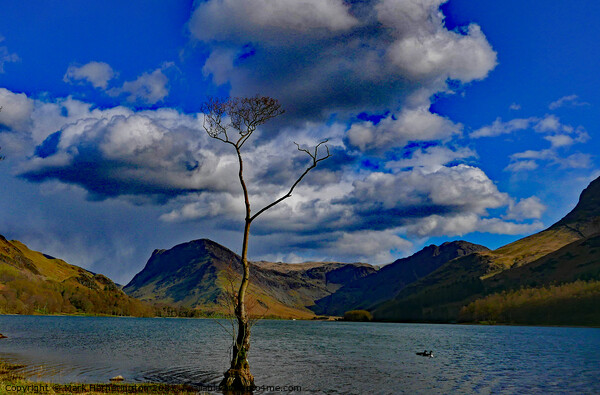Buttermere Lone Tree Picture Board by Mark Hetherington