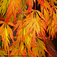 Buy canvas prints of Acer Autumn colour by Mark Hetherington