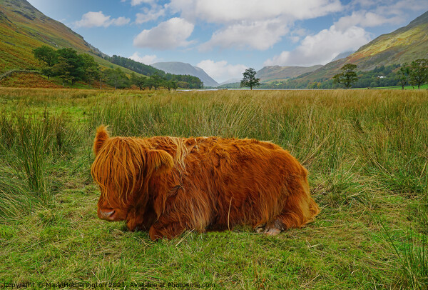 Highland Cow at Buttermere in The Lake District Picture Board by Mark Hetherington