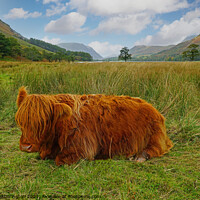 Buy canvas prints of Highland Cow at Buttermere in The Lake District by Mark Hetherington