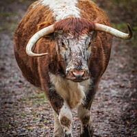 Buy canvas prints of English Longhorn Cow by Mark Hetherington