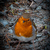 Buy canvas prints of Red Robin by Mark Hetherington