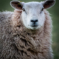 Buy canvas prints of An inquisitive sheep by Mark Hetherington