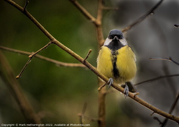 A Great Tit at Leighton Moss Nature Reserve Picture Board by Mark Hetherington