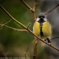 Buy canvas prints of A Great Tit at Leighton Moss Nature Reserve by Mark Hetherington