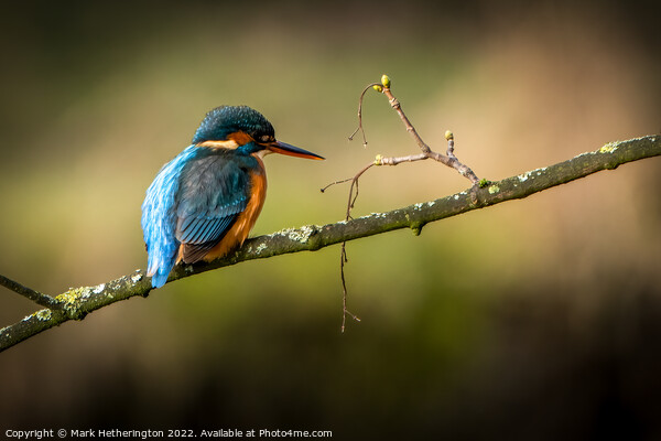 Kingfisher near Kendal, Cumbria Picture Board by Mark Hetherington