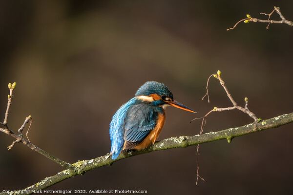 Kingfisher waiting for lunch  Picture Board by Mark Hetherington
