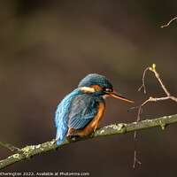Buy canvas prints of Kingfisher waiting for lunch  by Mark Hetherington