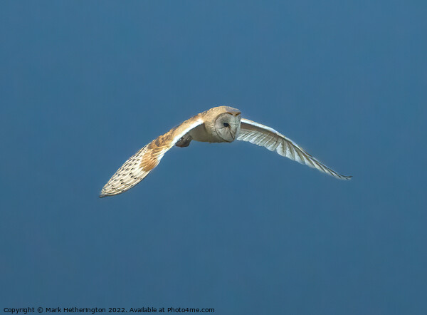 Barn Owl in flight Picture Board by Mark Hetherington