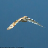 Buy canvas prints of Barn Owl in flight by Mark Hetherington