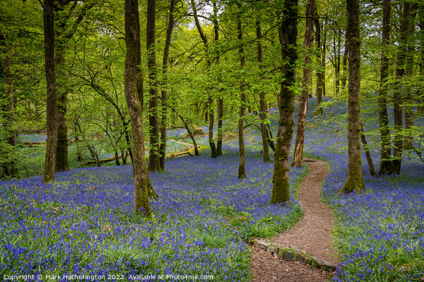 Fishgarths Woods Bluebells, The Lake District Picture Board by Mark Hetherington