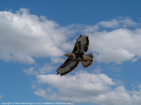 Buzzard soaring the sky Picture Board by Mark Hetherington