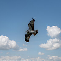 Buy canvas prints of Osprey, Esthwaite Water, The Lake District by Mark Hetherington