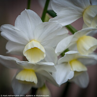 Buy canvas prints of Narcissi Silver Chimes by Mark Hetherington