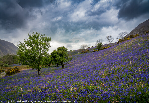 Feeling Blue at Rannerdale Knotts Picture Board by Mark Hetherington