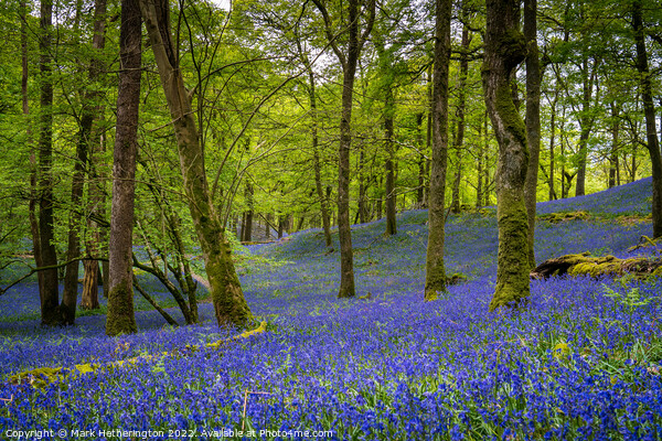 Fishgarths Woods Bluebells Picture Board by Mark Hetherington