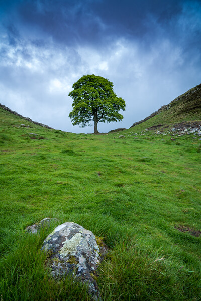 Sycamore Gap Hadrian's Wall, Northumberland Picture Board by Mark Hetherington