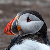 Buy canvas prints of Puffin by Mark Hetherington