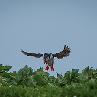 Buy canvas prints of Incoming Puffin  by Mark Hetherington