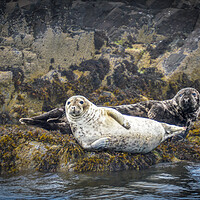 Buy canvas prints of Seals lounging around by Mark Hetherington