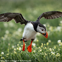 Buy canvas prints of Puffin preparing for landing by Mark Hetherington