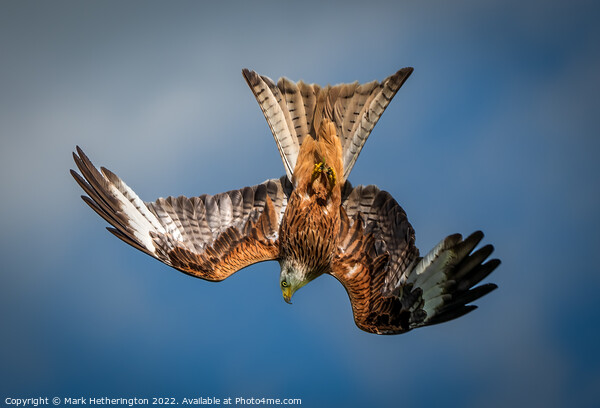 Diving Red Kite Picture Board by Mark Hetherington
