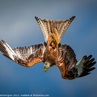 Buy canvas prints of Diving Red Kite by Mark Hetherington