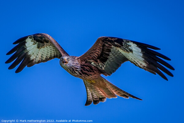Red Kite cruising the skies Picture Board by Mark Hetherington