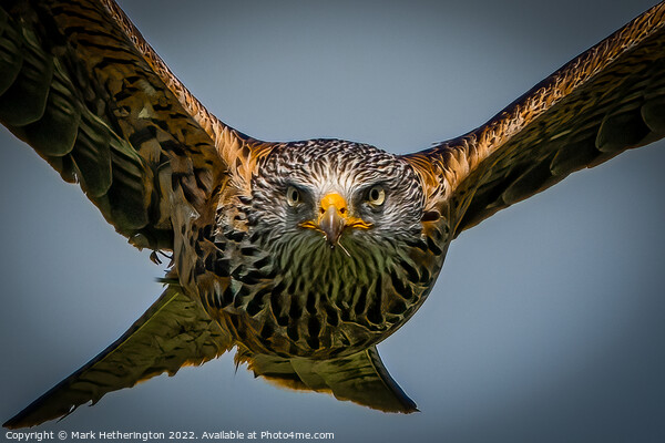 Incoming Red Kite Picture Board by Mark Hetherington