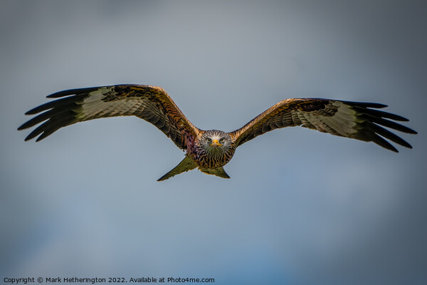 Red Kite Picture Board by Mark Hetherington