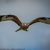 Buy canvas prints of Red Kite by Mark Hetherington