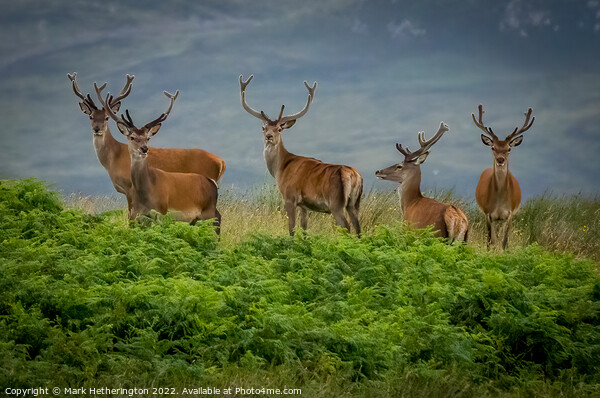 Red Deer in North West of Scotland Picture Board by Mark Hetherington