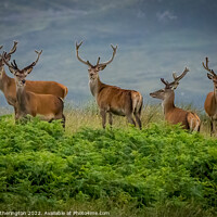 Buy canvas prints of Red Deer in North West of Scotland by Mark Hetherington