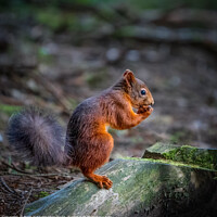 Buy canvas prints of Red squirrel in the woods by Mark Hetherington
