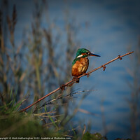 Buy canvas prints of Kingfisher waiting for lunch by Mark Hetherington