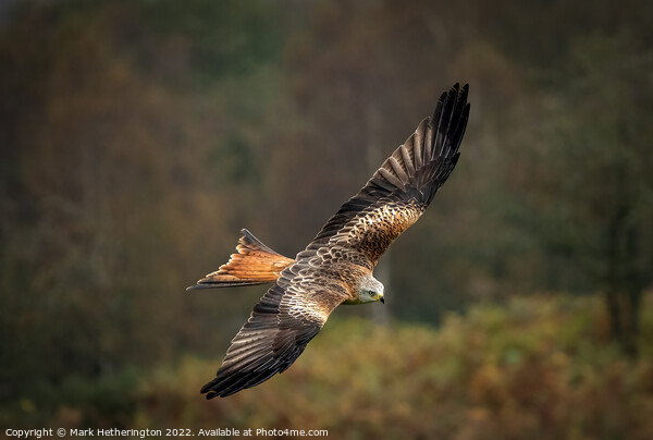 Red Kite Gliding on air Picture Board by Mark Hetherington
