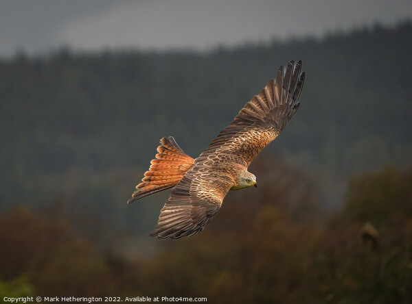 Red Kite Soaring the Skies Picture Board by Mark Hetherington