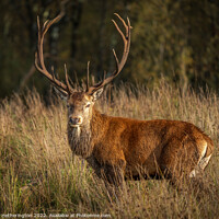 Buy canvas prints of Monarch of the Fell by Mark Hetherington