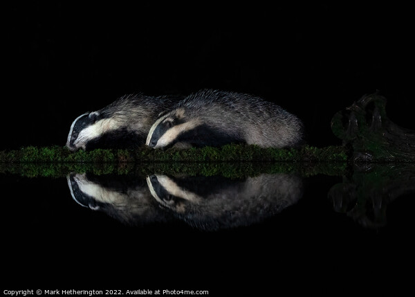 Badgers in reflection Picture Board by Mark Hetherington