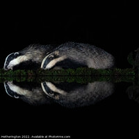 Buy canvas prints of Badgers in reflection by Mark Hetherington