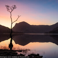Buy canvas prints of Buttermere Lone Tree Sunrise by Mark Hetherington
